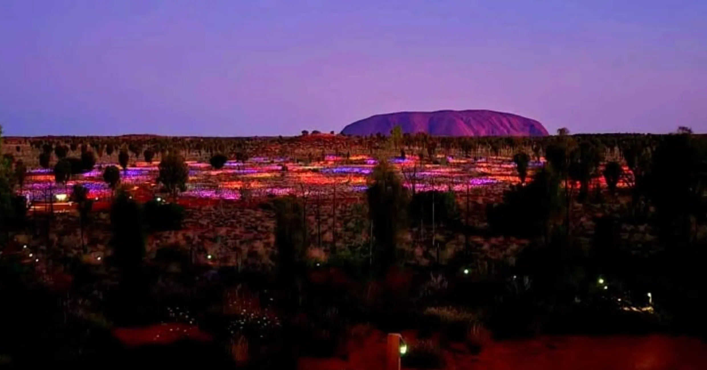 desert oaks, Uluru