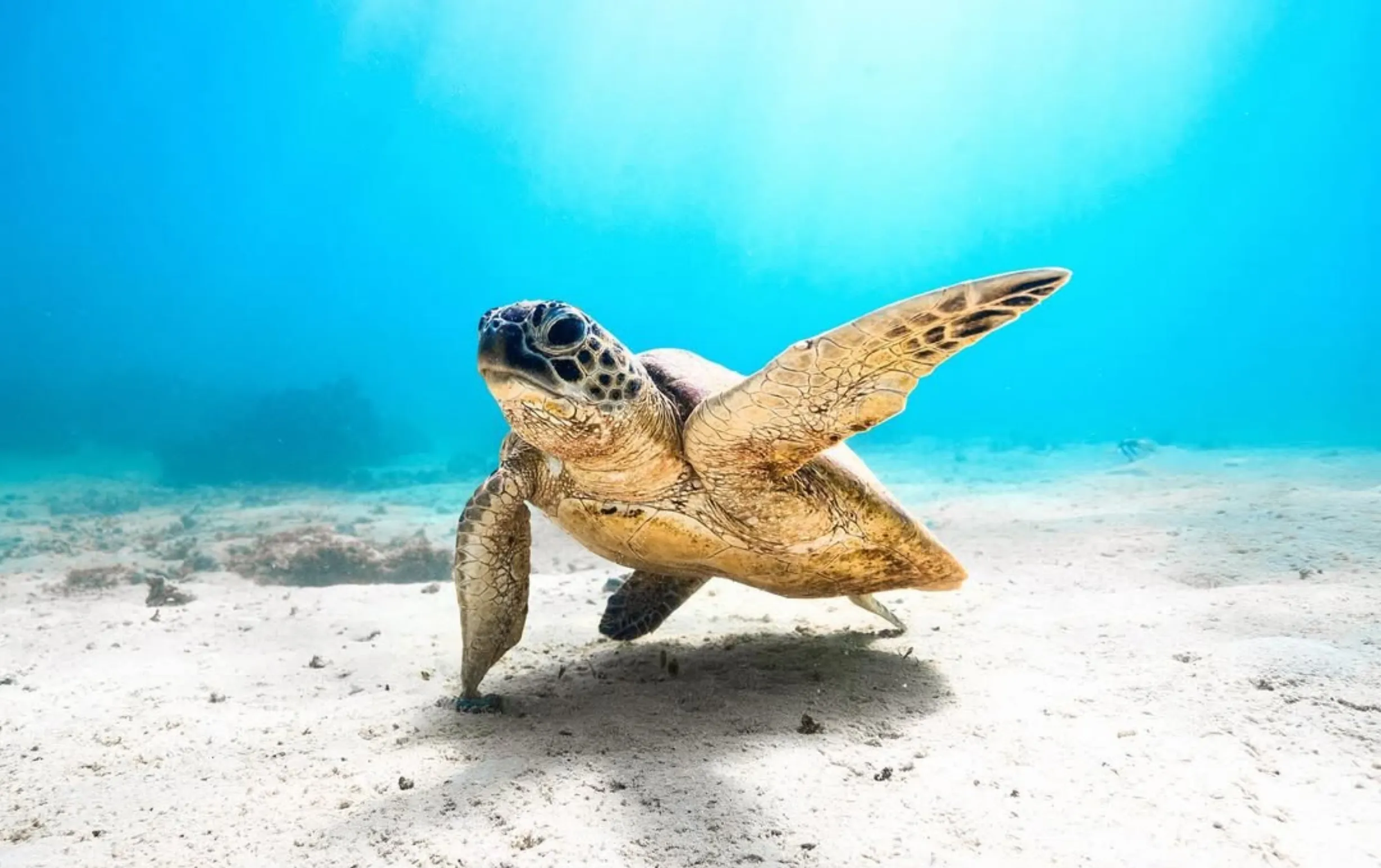 marine life, Turquoise Bay